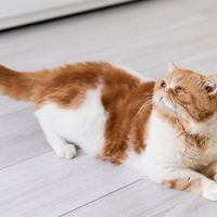 母蓝猫什么时候绝育比较好？