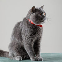 金吉拉猫认主人的吗？