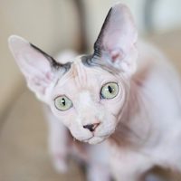 折耳猫什么时候吃软骨素比较好？