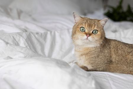 猫界中的土豪金 金渐层猫图片