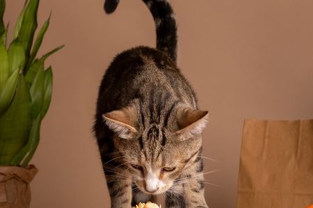 可爱小猫和它的美味猫饭