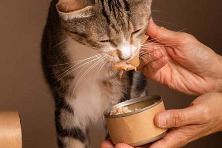 可爱小猫和罐头照片