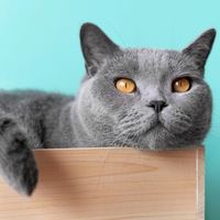 猫的品种