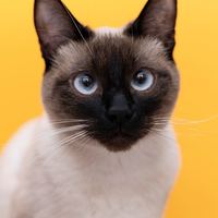 猫的品种