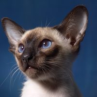 如何选折耳猫？