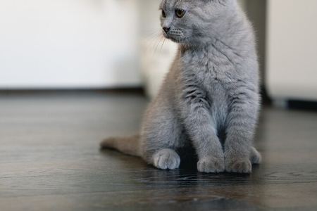 可爱的英短小蓝猫图片