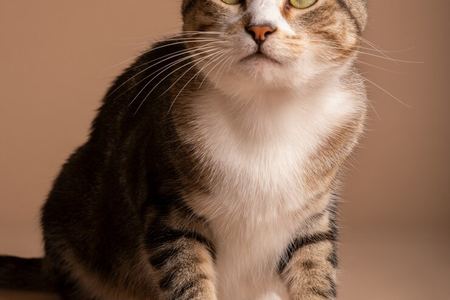 猫粮和可爱小猫图片