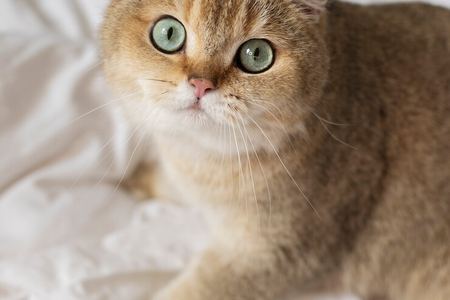 为什么那么多人爱养金渐层? 漂亮的金渐层猫图片