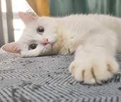 中华田园猫之白猫