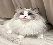布偶猫