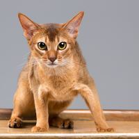 猫的品种