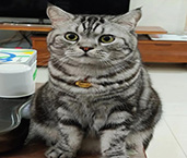 虎斑猫