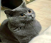 蓝猫