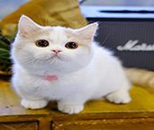 曼基康矮脚猫