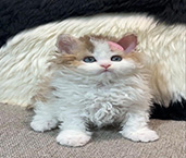 塞尔凯克卷毛猫