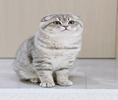 折耳猫